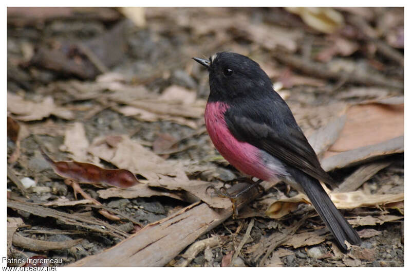 Pink Robin male adult breeding, pigmentation