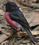 Pink Robin