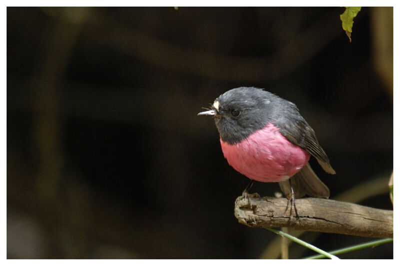 Pink Robin male adult
