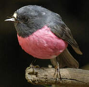 Pink Robin