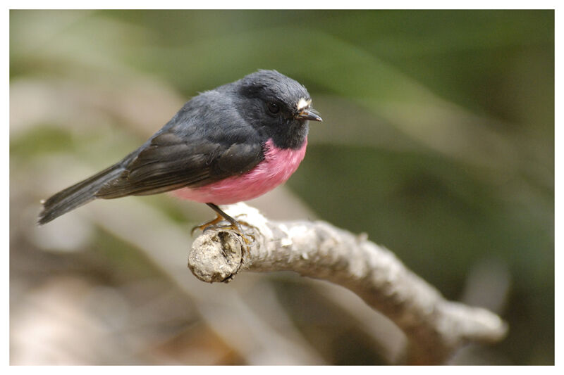 Pink Robin male adult