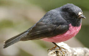 Pink Robin