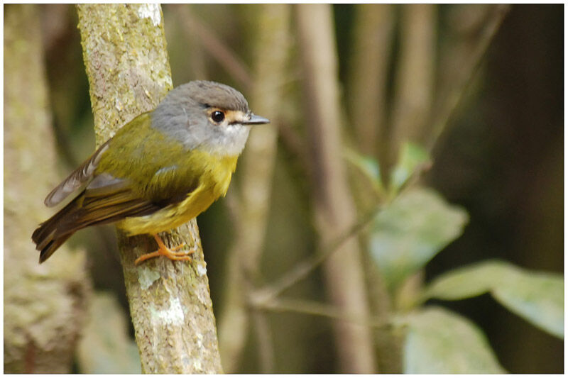 Pale-yellow Robinadult