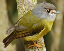 Pale-yellow Robin