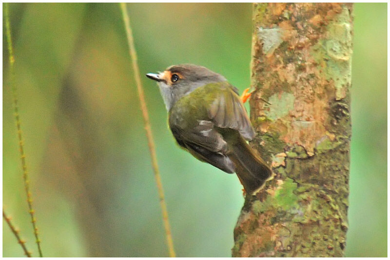 Pale-yellow Robinadult