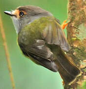 Pale-yellow Robin