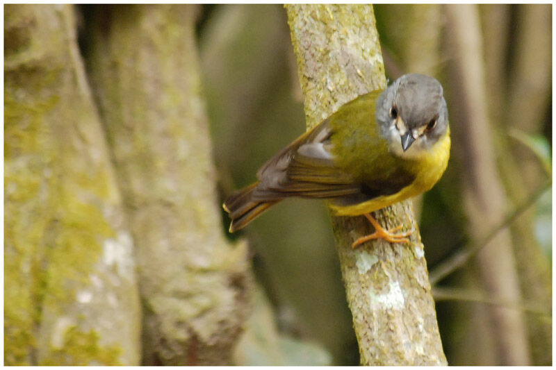 Pale-yellow Robinadult