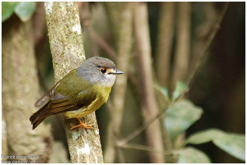 Pale-yellow Robinadult, identification