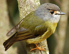 Pale-yellow Robin