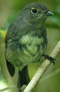 South Island Robin