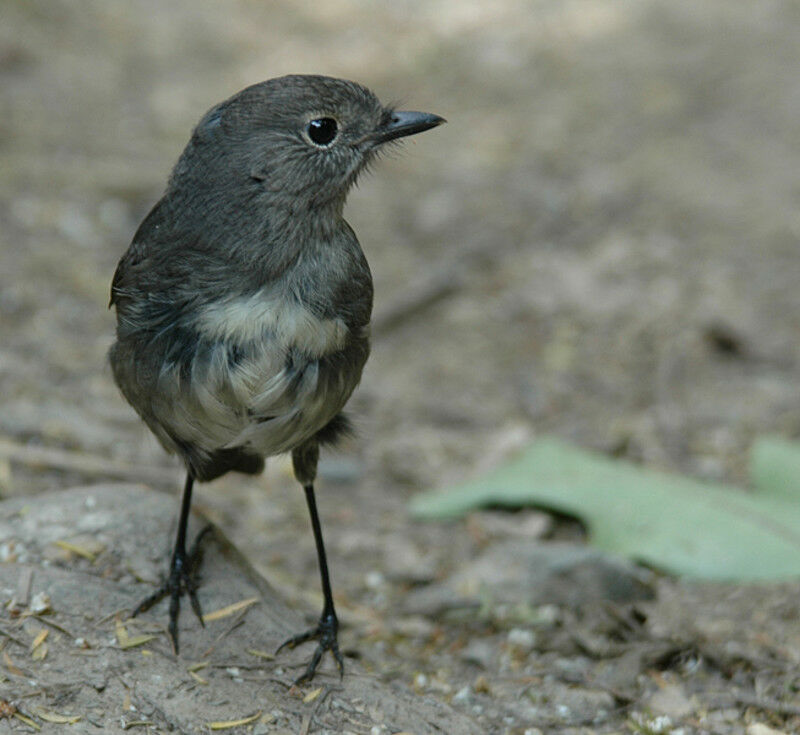 South Island Robin