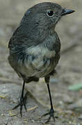 South Island Robin