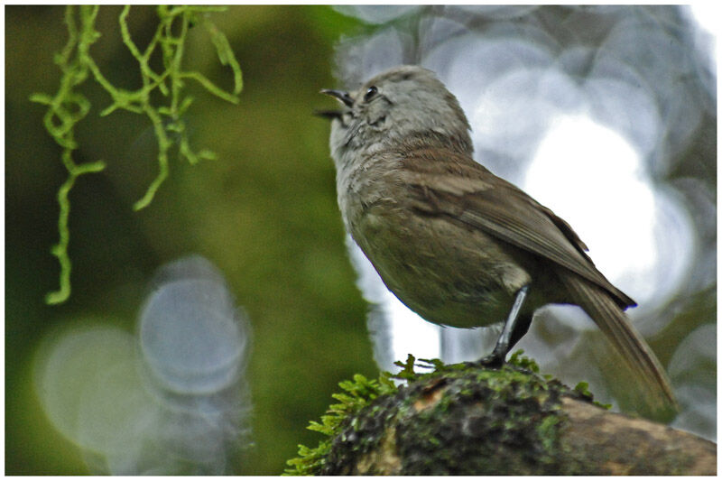 Whiteheadadult