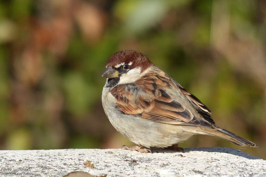 Italian Sparrow male adult, identification