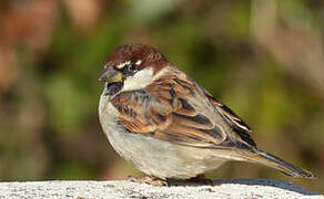 Italian Sparrow