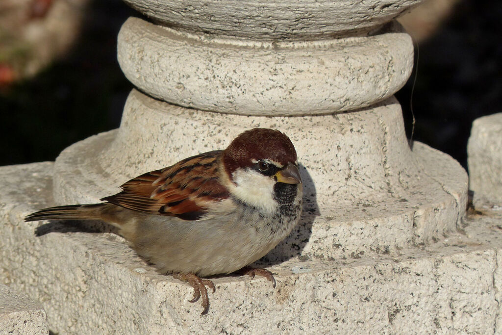 Italian Sparrow