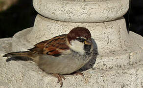 Moineau cisalpin