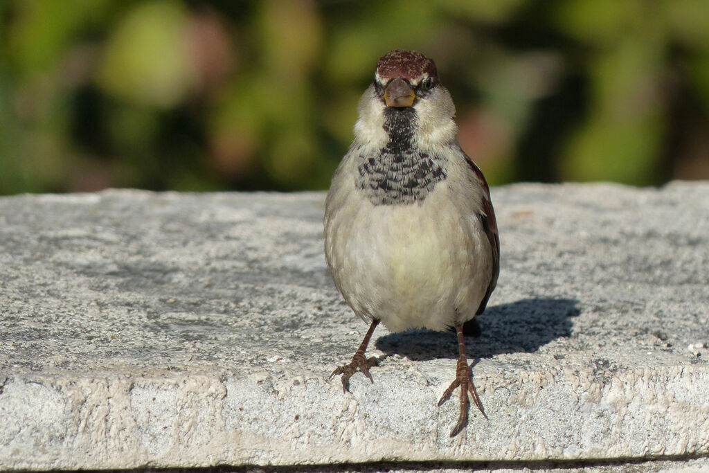 Moineau cisalpin