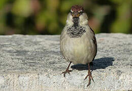 Moineau cisalpin