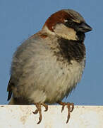 House Sparrow