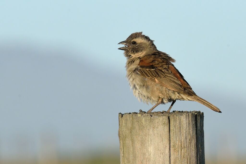 Moineau mélanure femelle adulte