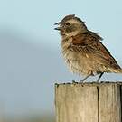 Moineau mélanure