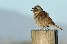 Moineau mélanure