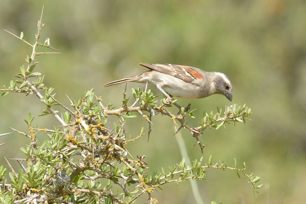 Moineau mélanure femelle adulte