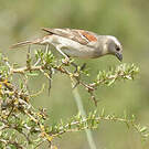 Moineau mélanure