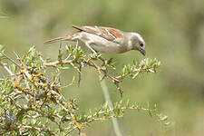 Moineau mélanure