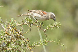 Cape Sparrow