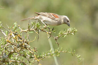 Moineau mélanure