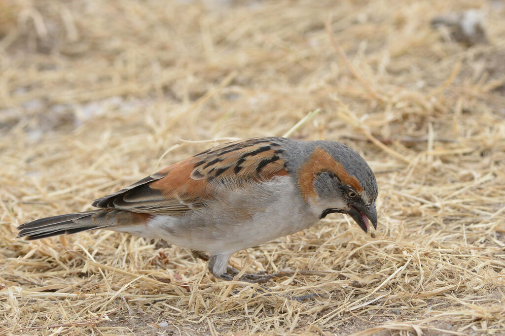 Moineau roux mâle adulte, mange