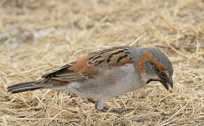 Kenya Sparrow