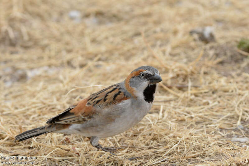 Kenya Sparrow male adult breeding, identification