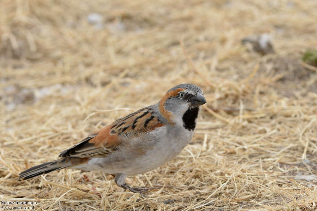 Moineau roux mâle adulte nuptial, identification