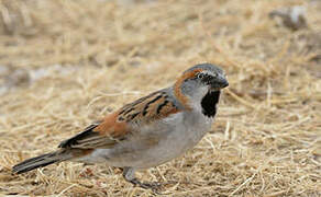 Moineau roux