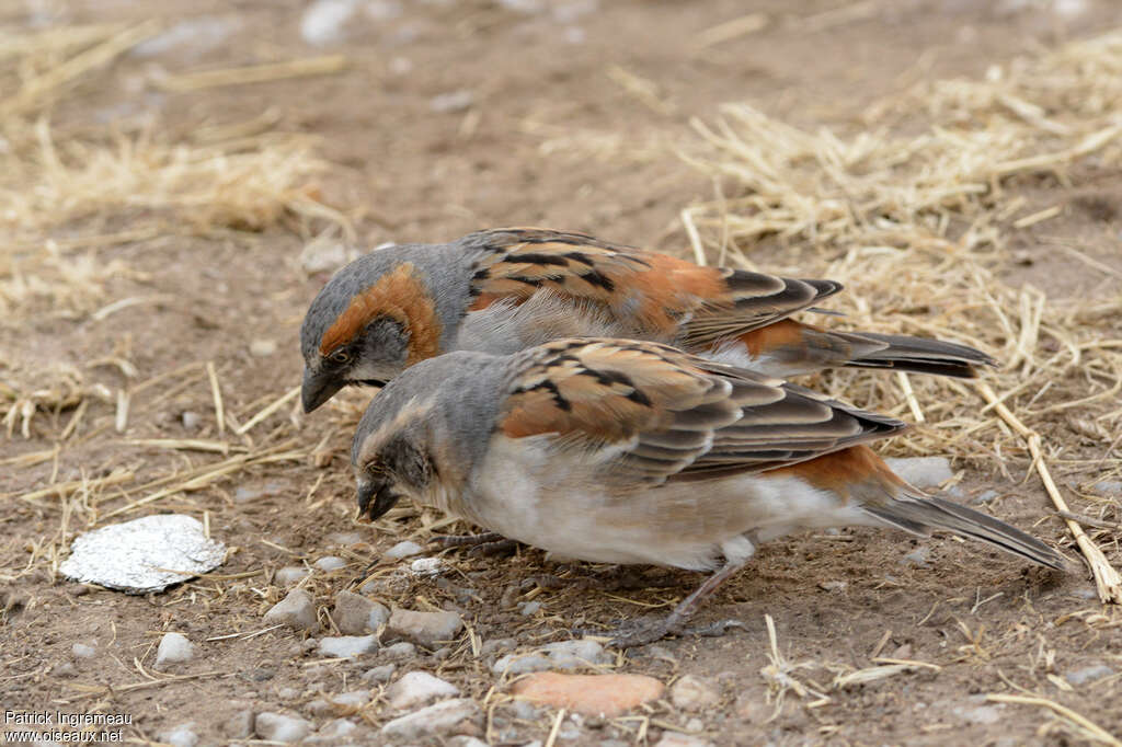 Moineau rouxadulte nuptial, pigmentation, mange