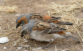 Kenya Sparrow