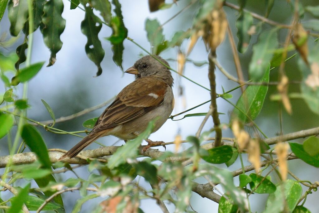 Moineau sud-africainadulte internuptial