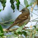 Moineau sud-africain