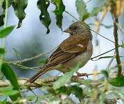 Moineau sud-africain