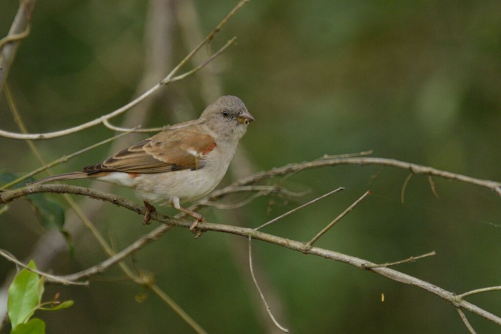 Moineau sud-africainadulte internuptial
