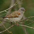 Moineau sud-africain