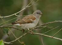 Moineau sud-africain