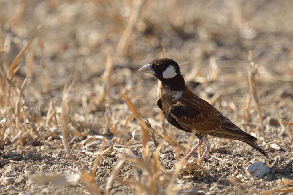 Chestnut-backed Sparrow-Lark male adult