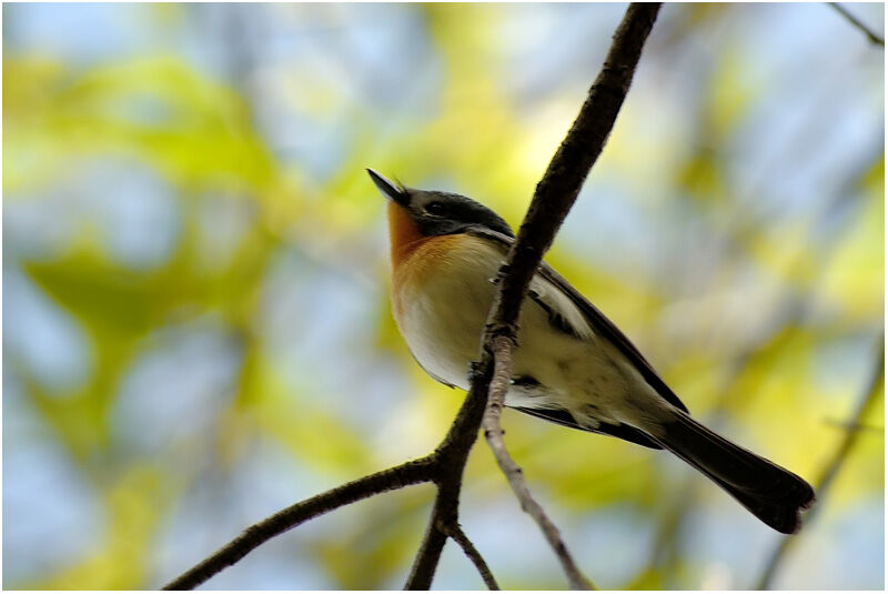 Broad-billed Flycatcher