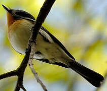 Broad-billed Flycatcher