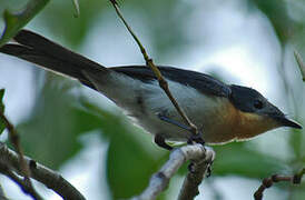 Broad-billed Flycatcher