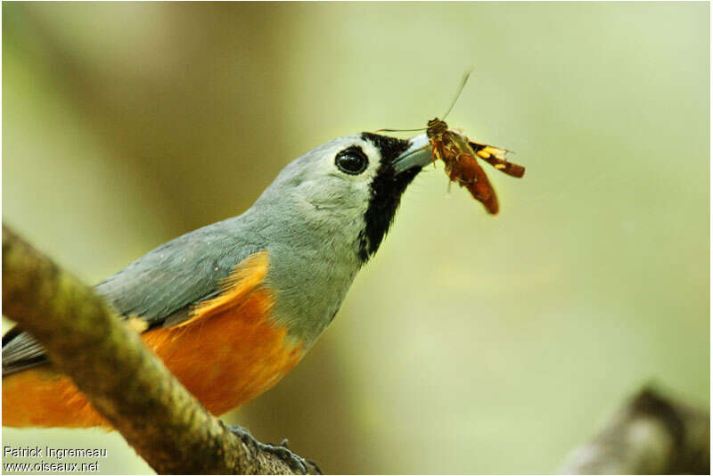 Black-faced Monarchadult, close-up portrait, feeding habits